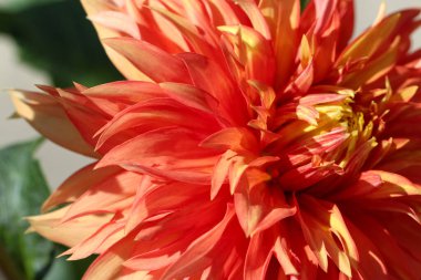 Turuncu yıldız yapraklarının güneş ışığı makro fotoğraflarında doğal turuncu arkaplan