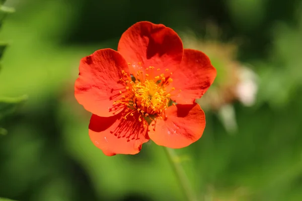 Foto Frontal Flor Crvn Gravlata Rojo Brillante Geum Coccineum Syn — Foto de Stock