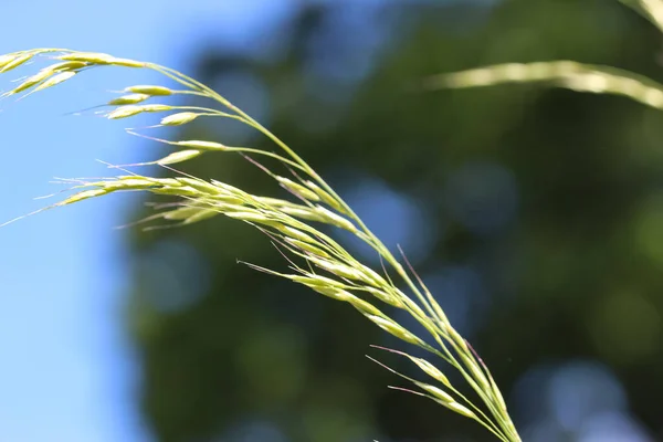 Gros Plan Sur Épillets Farine Avoine Feuilles Persistantes Lat Helictotrion — Photo