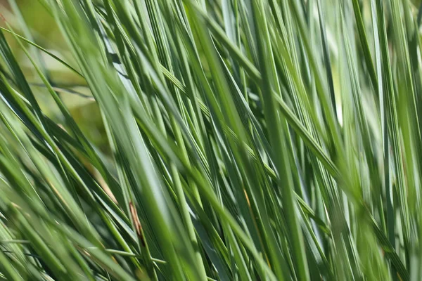 Close Fotografi Makro Dari Tunas Rumput Dengan Fokus Selektif Sebagai — Stok Foto