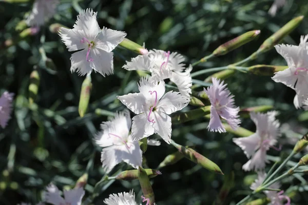 花园内羽毛状康乃馨 Dianthus Plimarius 白花的特写 — 图库照片