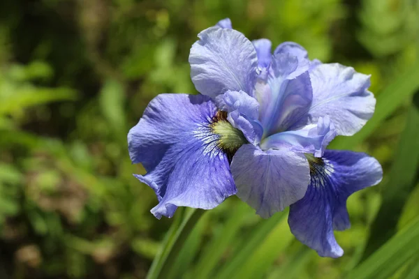 Foto Cerca Flores Iris Azul Sobre Fondo Verde Borroso Natural — Foto de Stock