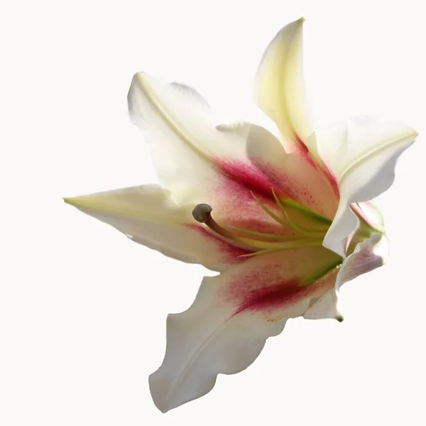 Beautiful White Lily Isolated White Background — Stock Photo, Image