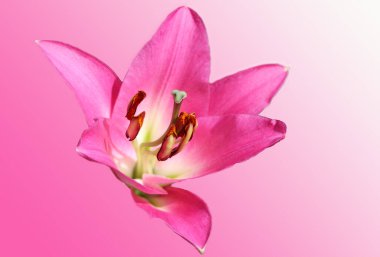 Açık pembe arka planda izole edilmiş güzel pembe zambaklar.