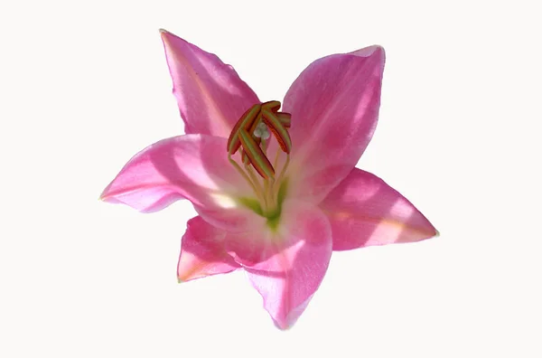 Gyönyörű Rózsaszín Liliom Elszigetelt Fehér Háttér — Stock Fotó