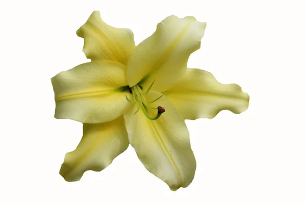 Krásná Žlutá Lilie Izolované Bílém Pozadí — Stock fotografie