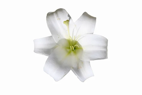 Beautiful White Lily Isolated White Background Front Top Photo — Fotografia de Stock