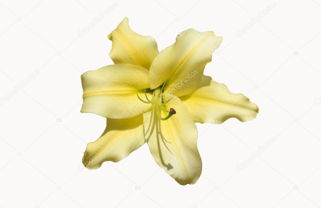 Front top foto of eautiful yellow lily isolated on white background