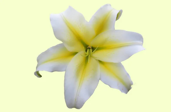 Beautiful Yellow Lily Isolated Yellow Background — Stock Photo, Image