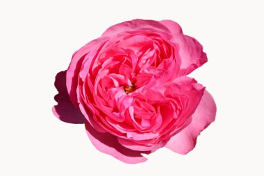 İzole edilmiş pembe bir çiçeğin beyaz arkaplandaki ön yüzü. 