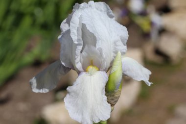 Beyaz iris çiçeğinin bulanık yeşil arka planda tomurcuğu olan Macro fotoğrafı (Iris sibirical L.)