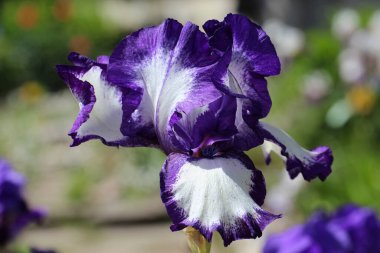 Beyaz iris çiçeğinin bulanık yeşil arka planda tomurcuğu olan Macro fotoğrafı (Iris sibirical L.)