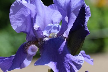 Mavi İris çiçeğinin doğal bulanık yeşil arkaplanda tomurcuklu makro fotoğrafı (Iris x hybrida)
