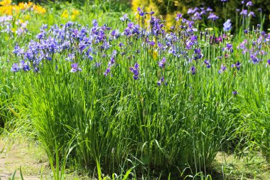 Çiçek tarhı mavi çiçeklerle dolu, botanik bahçesinde seçici bir odak noktası var.