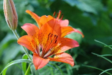Bulanık yeşil arka planda tomurcuğu olan turuncu renkli bir zambak çiçeğinin yakın çekimi