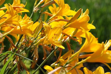 Botanik bahçesinde seçici odak çiçekleri olan parlak sarı zambak fotoğrafı
