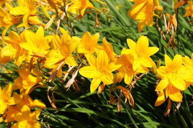 Botanik bahçesinde seçici odak çiçekleri olan parlak sarı zambak fotoğrafı