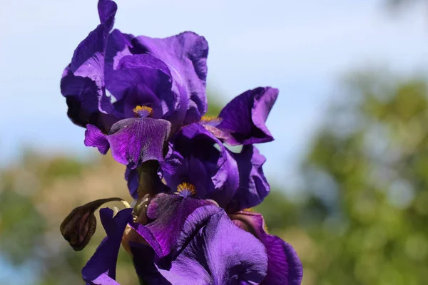 在自然模糊的绿色背景 Iris Hybrida Amas 上有芽的蓝色虹膜花的特写照片 — 图库照片