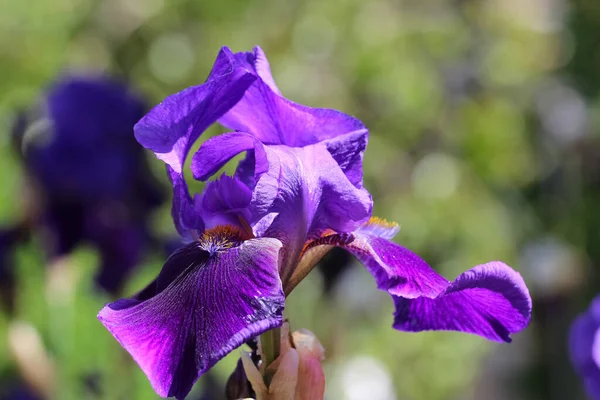 Foto Cerca Flor Iris Azul Con Brote Sobre Fondo Verde — Foto de Stock