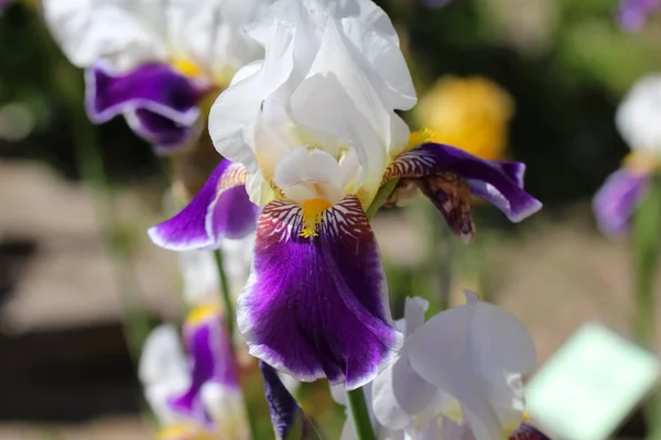 植物园 Iris Hybrida Wabach 白紫色花虹膜芽的特写 选择性聚焦 — 图库照片