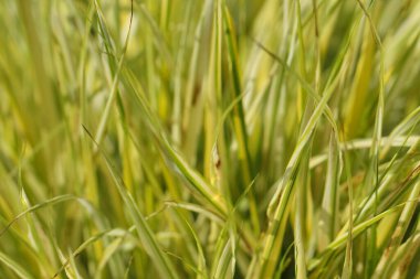 Hakonecloa major 'ın (lat. Hakonecloa macra, Munro, Makina, çeşitli 