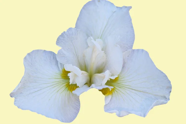 Främre Toppen Foto Den Vita Iris Blomma Isolerad Ljusgul Bakgrund — Stockfoto