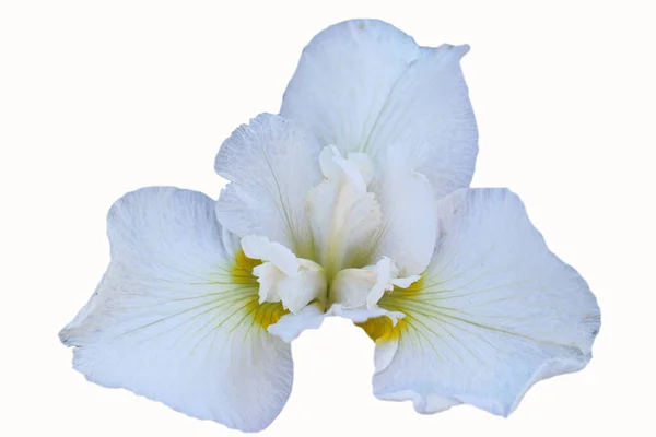 Främre Översta Bilden Den Vita Iris Blomma Isolerad Vit Bakgrund — Stockfoto