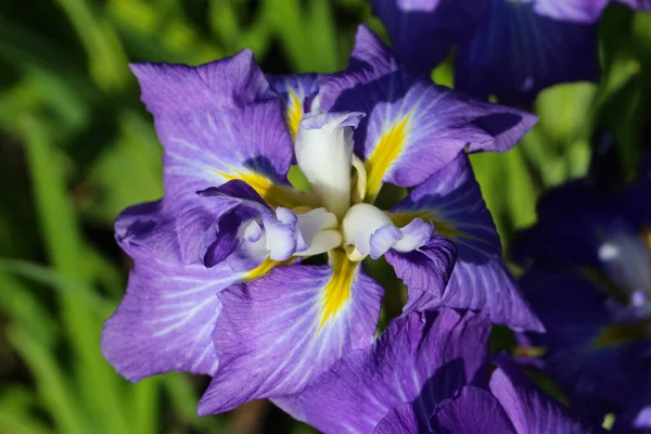 在自然模糊的绿色背景上的蓝色虹膜花的正面照片 Iris Ensata — 图库照片