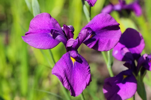 緑の背景に紫色の菖蒲の花を正面から撮影 花菖蒲園 — ストック写真