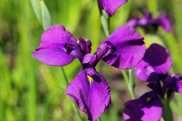 在自然模糊的绿色背景上的紫色虹膜花的正面照片 Iris Sibirical — 图库照片