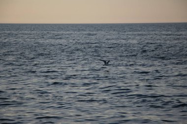 Akşam deniz ve gökyüzü, gün batımından gelen sarı bir refleks ve suyun üzerinde uçan bir martı ile.