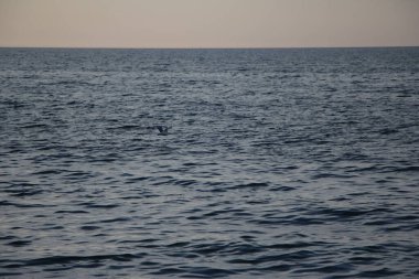 Akşam deniz ve gökyüzü, gün batımından gelen sarı bir refleks ve suyun üzerinde uçan bir martı ile.