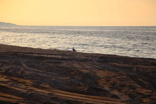 Mouette Debout Dans Eau Par Rivage Mer Soir Ciel Avec — Photo