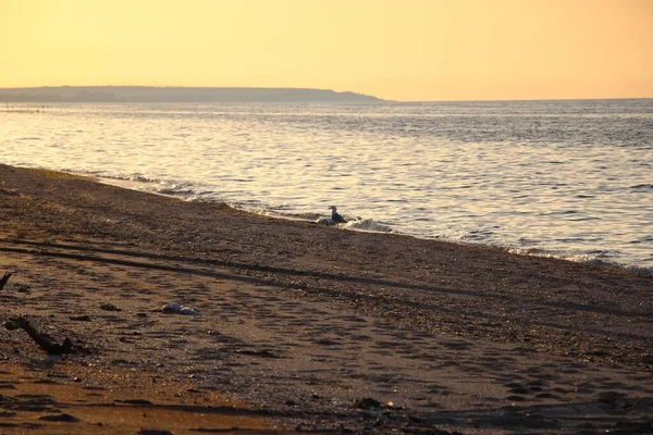 Möwe Steht Wasser Ufer Abendmeer Und Himmel Mit Einem Gelben — Stockfoto