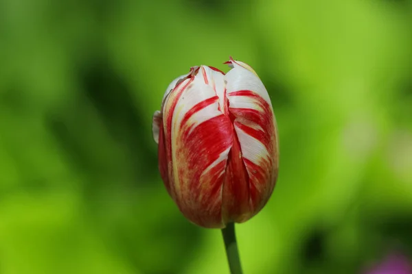 Gros Plan Une Tulipe Rouge Blanche Sur Fond Jardin Vert — Photo