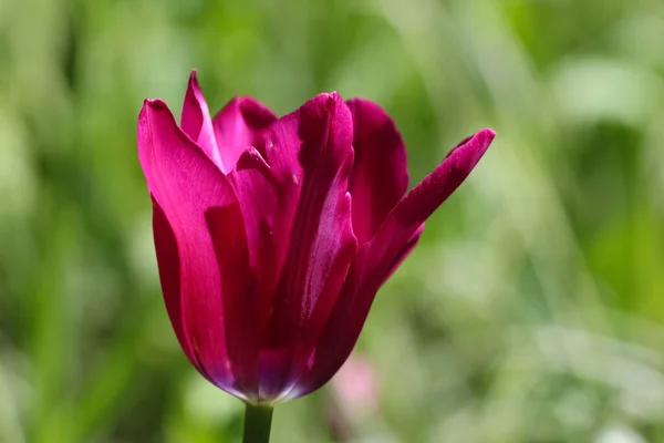 Nahaufnahme Einer Dunkelrosa Tulpe Gegenlicht Auf Einem Verschwommenen Dunkelgrünen Gartenhintergrund — Stockfoto