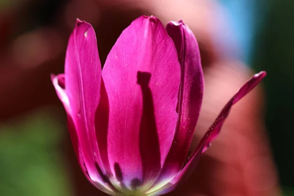 Nahaufnahme Einer Dunkelrosa Tulpe Gegenlicht Auf Einem Verschwommenen Gartenhintergrund Schatten — Stockfoto