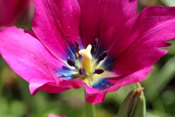 Gros Plan Une Tulipe Rose Foncé Complètement Ouverte Dans Jardin — Photo