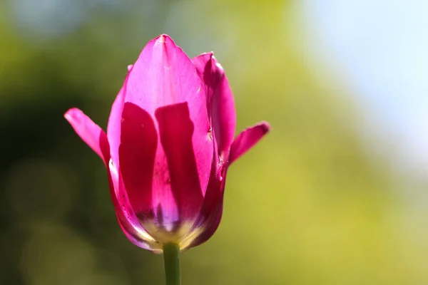 Крупный План Темно Розового Тюльпана Прилавок Свет Размытом Зеленом Фоне — стоковое фото