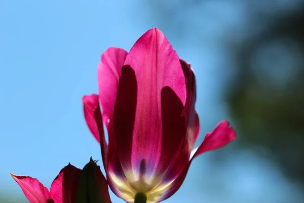 Primer Plano Tulipán Rosa Oscuro Mostrador Luz Sobre Fondo Jardín — Foto de Stock