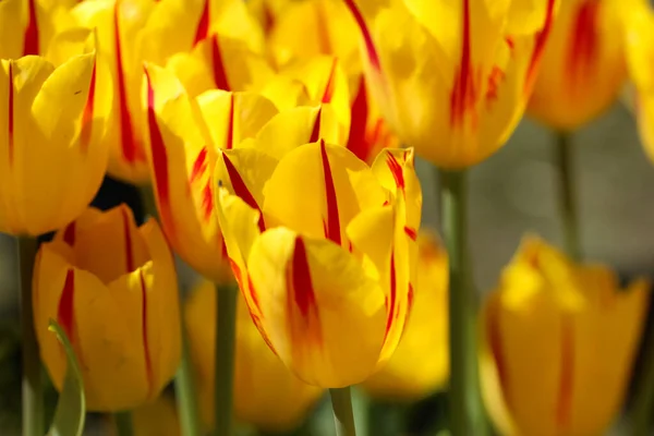 Gelb Rote Tulpen Sonnenlicht Mit Selektivem Fokus Für Einen Natürlichen — Stockfoto