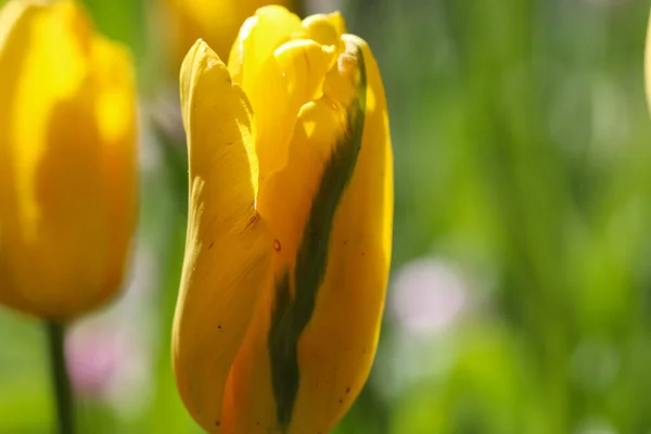 Nahaufnahme Einer Gelben Tulpe Mit Selektivem Fokus Auf Einem Natürlichen — Stockfoto