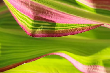 Bir mısır yaprağının yakın çekim (makro çekim) dalgalı mor ve sarı çizgili parlak yeşil bir arkaplan olarak doğal bir kombinasyon arkaplanı olarak