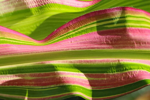 Крупный План Макросъемка Кукурузного Листа Естественного Комбинированного Фона Ярко Зеленого — стоковое фото