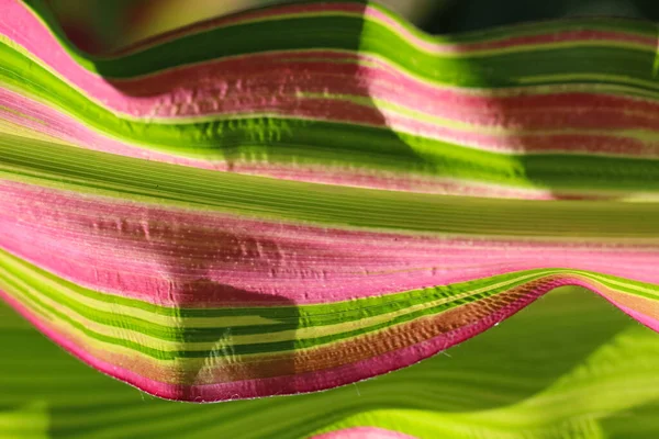 Kukoricalevél Közelkép Makró Felvétel Mint Élénk Zöld Színű Természetes Kombinált — Stock Fotó