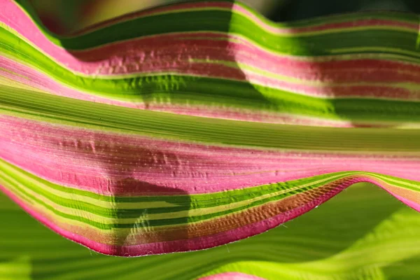 Close Makro Shoot Dari Daun Jagung Sebagai Kombinasi Alami Latar — Stok Foto