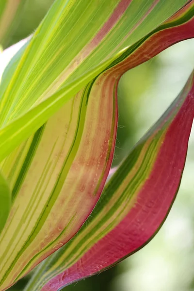 Gros Plan Macro Pousse Une Feuille Maïs Comme Fond Naturel — Photo