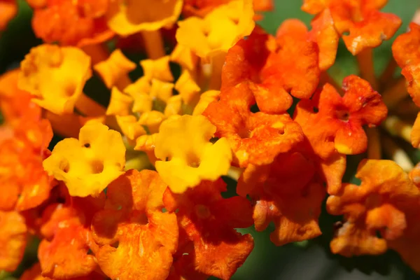 Küçük Turuncu Çiçeklerin Yakın Plan Makro Çekim Doğal Bir Arka — Stok fotoğraf