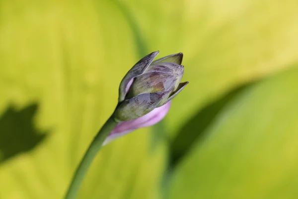 寄主花叶 的特写 宏观摄影 花蕾阴影和花蕾作为天然绿色背景或纹理 — 图库照片