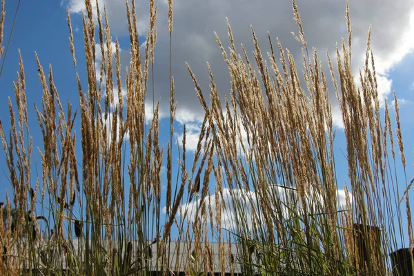 Molinia Arundinacea 'Skyracer' ın Spikelets 'i karşı ışıkta gökyüzüne karşı